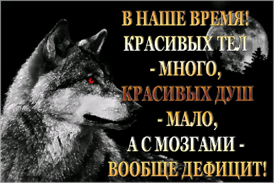 Верных мало. Душа волка цитаты. Мудрые фразы волка. Цитаты с изображением волка. Статусы душа волка.