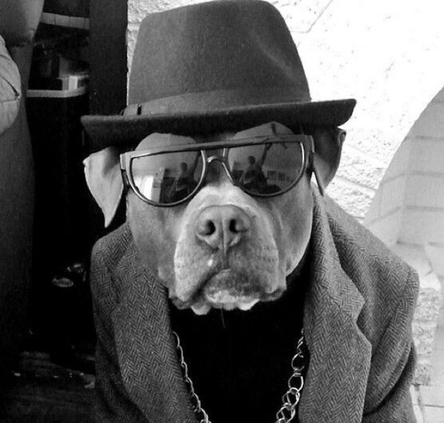 Собака в кепке и очках
