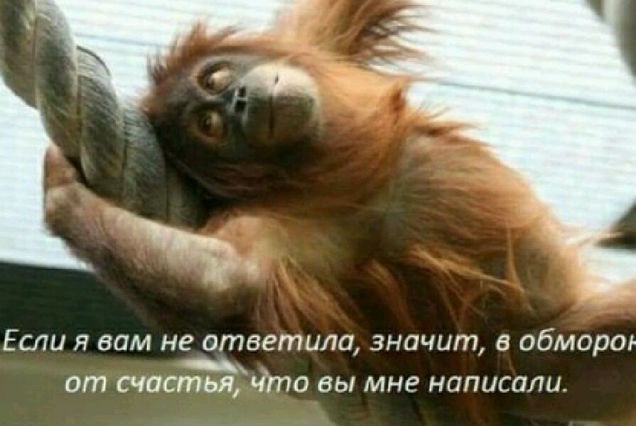 Картинка чем занимаешься дорогой шуточные. Котик мем. Бывший пишет я ему не отвечаю. Скучно цитаты. Интеллектуальный юмор сарказм.